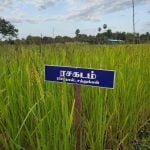 தமிழ்நாட்டு நெல் இரகங்களின் படங்கள்!