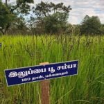 தமிழ்நாட்டு நெல் இரகங்களின் படங்கள்!