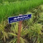 தமிழ்நாட்டு நெல் இரகங்களின் படங்கள்!