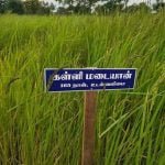 தமிழ்நாட்டு நெல் இரகங்களின் படங்கள்!