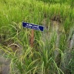 தமிழ்நாட்டு நெல் இரகங்களின் படங்கள்!