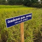 தமிழ்நாட்டு நெல் இரகங்களின் படங்கள்!