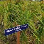 தமிழ்நாட்டு நெல் இரகங்களின் படங்கள்!