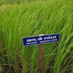 தமிழ்நாட்டு நெல் இரகங்களின் படங்கள்!