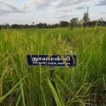 தமிழ்நாட்டு நெல் இரகங்களின் படங்கள்!