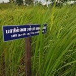 தமிழ்நாட்டு நெல் இரகங்களின் படங்கள்!