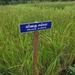 தமிழ்நாட்டு நெல் இரகங்களின் படங்கள்!