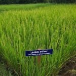 தமிழ்நாட்டு நெல் இரகங்களின் படங்கள்!