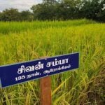 தமிழ்நாட்டு நெல் இரகங்களின் படங்கள்!