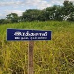 தமிழ்நாட்டு நெல் இரகங்களின் படங்கள்!