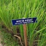 தமிழ்நாட்டு நெல் இரகங்களின் படங்கள்!