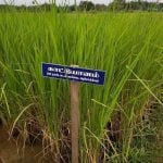 தமிழ்நாட்டு நெல் இரகங்களின் படங்கள்!