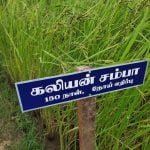 தமிழ்நாட்டு நெல் இரகங்களின் படங்கள்!