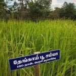 தமிழ்நாட்டு நெல் இரகங்களின் படங்கள்!