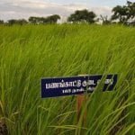 தமிழ்நாட்டு நெல் இரகங்களின் படங்கள்!