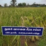 தமிழ்நாட்டு நெல் இரகங்களின் படங்கள்!