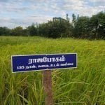 தமிழ்நாட்டு நெல் இரகங்களின் படங்கள்!