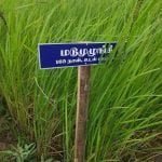 தமிழ்நாட்டு நெல் இரகங்களின் படங்கள்!