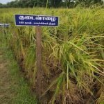 தமிழ்நாட்டு நெல் இரகங்களின் படங்கள்!