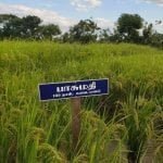 தமிழ்நாட்டு நெல் இரகங்களின் படங்கள்!