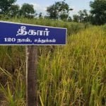 தமிழ்நாட்டு நெல் இரகங்களின் படங்கள்!