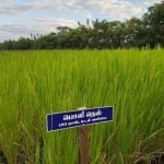 தமிழ்நாட்டு நெல் இரகங்களின் படங்கள்!