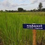 தமிழ்நாட்டு நெல் இரகங்களின் படங்கள்!