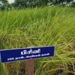 தமிழ்நாட்டு நெல் இரகங்களின் படங்கள்!