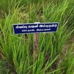 தமிழ்நாட்டு நெல் இரகங்களின் படங்கள்!