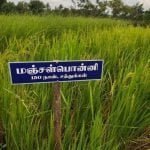 தமிழ்நாட்டு நெல் இரகங்களின் படங்கள்!