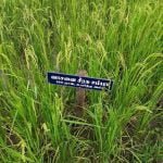 தமிழ்நாட்டு நெல் இரகங்களின் படங்கள்!