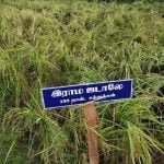 தமிழ்நாட்டு நெல் இரகங்களின் படங்கள்!