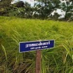 தமிழ்நாட்டு நெல் இரகங்களின் படங்கள்!