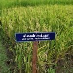 தமிழ்நாட்டு நெல் இரகங்களின் படங்கள்!