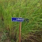 தமிழ்நாட்டு நெல் இரகங்களின் படங்கள்!