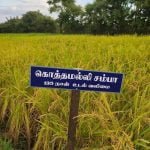 தமிழ்நாட்டு நெல் இரகங்களின் படங்கள்!