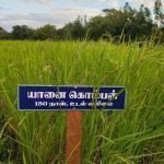 தமிழ்நாட்டு நெல் இரகங்களின் படங்கள்!