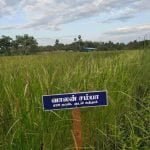 தமிழ்நாட்டு நெல் இரகங்களின் படங்கள்!