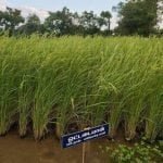 தமிழ்நாட்டு நெல் இரகங்களின் படங்கள்!