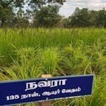 தமிழ்நாட்டு நெல் இரகங்களின் படங்கள்!