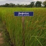 தமிழ்நாட்டு நெல் இரகங்களின் படங்கள்!