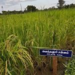 தமிழ்நாட்டு நெல் இரகங்களின் படங்கள்!