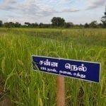 தமிழ்நாட்டு நெல் இரகங்களின் படங்கள்!