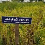 தமிழ்நாட்டு நெல் இரகங்களின் படங்கள்!