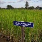 தமிழ்நாட்டு நெல் இரகங்களின் படங்கள்!