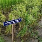 தமிழ்நாட்டு நெல் இரகங்களின் படங்கள்!