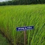 தமிழ்நாட்டு நெல் இரகங்களின் படங்கள்!