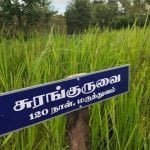 தமிழ்நாட்டு நெல் இரகங்களின் படங்கள்!