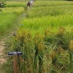 தமிழ்நாட்டு நெல் இரகங்களின் படங்கள்!