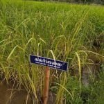 தமிழ்நாட்டு நெல் இரகங்களின் படங்கள்!